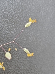 Tricholaena monachne