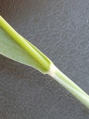 Tricholaena monachne
