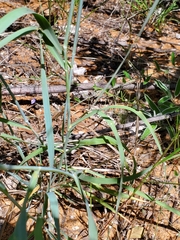 Tricholaena monachne