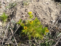 Adonis microcarpa