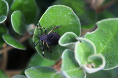 Gelonus tasmanicus