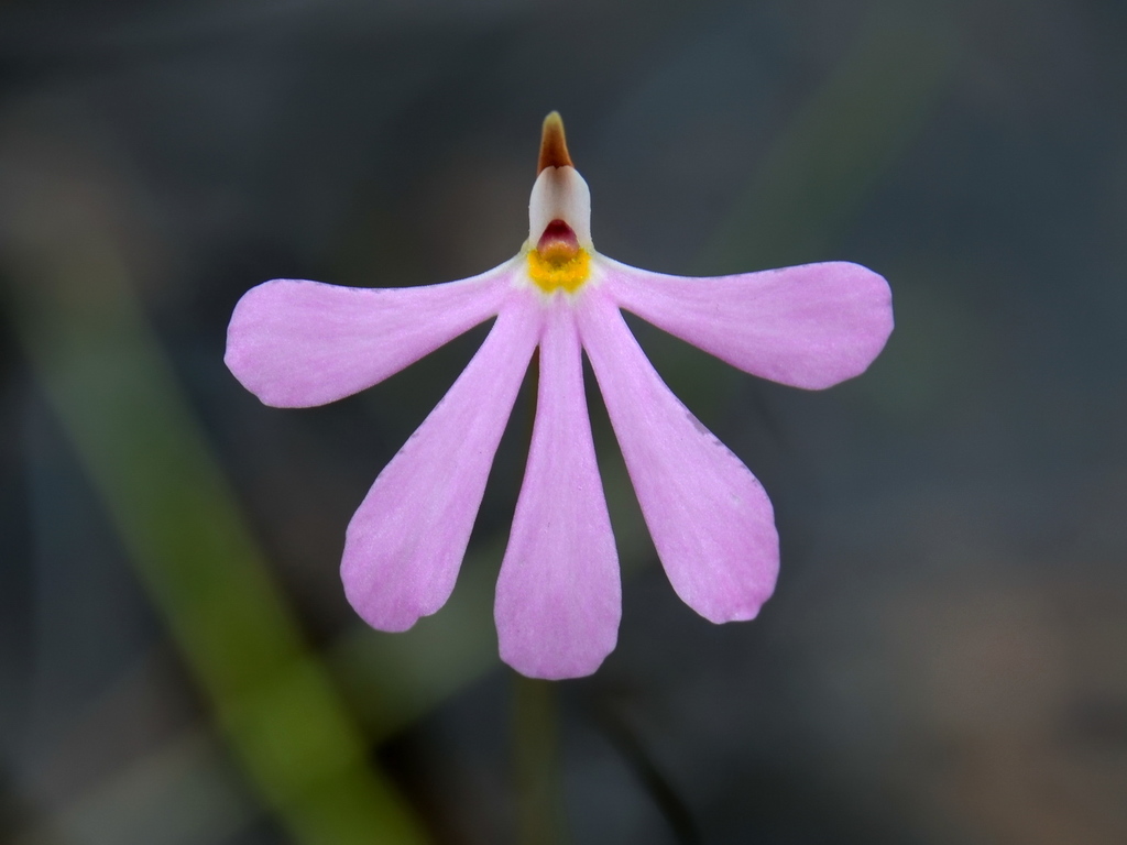 Utricularia cheiranthos P.Taylor