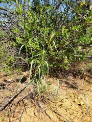 Tricholaena monachne