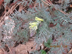 Corydalis speciosa