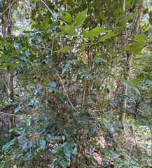 Wilkiea macrophylla