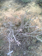 Pachypodium succulentum
