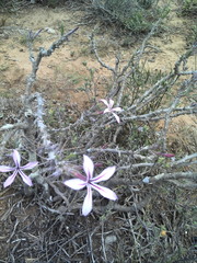 Pachypodium succulentum