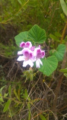 Pelargonium cucullatum strigifolium