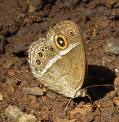 Brakefieldia perspicua