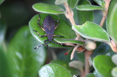 Gelonus tasmanicus