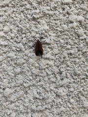 Phauda flammans