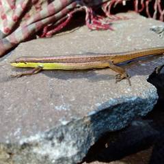 Takydromus sexlineatus