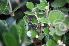 Gelonus tasmanicus