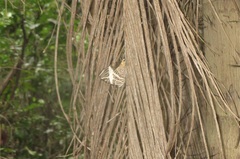 Papilionoidea