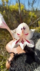 Gladiolus engysiphon