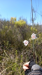 Gladiolus engysiphon