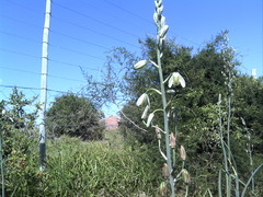 Albuca canadensis