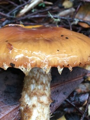 Cortinarius perfoetens