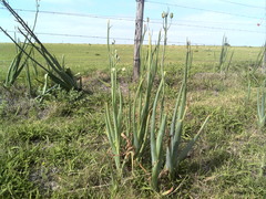 Albuca canadensis