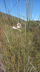 Gladiolus engysiphon