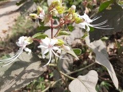 Clerodendrum infortunatum