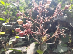 Clerodendrum infortunatum
