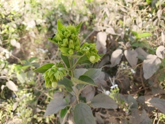 Clerodendrum infortunatum
