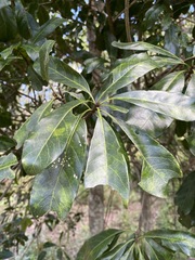 Planchonella pohlmaniana