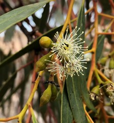 Eucalyptus dumosa