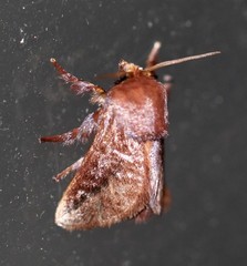 Doratifera stenora