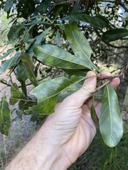 Planchonella pohlmaniana