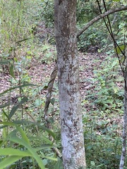 Planchonella pohlmaniana