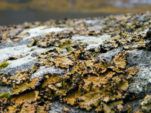 Lasallia pustulata