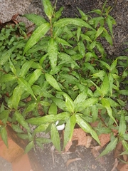 Persicaria odorata