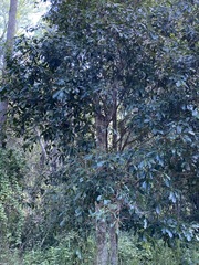 Planchonella pohlmaniana