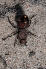 Ephutomorpha ferruginata