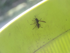 Polistes cinerascens