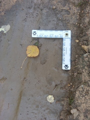 Sylvilagus nuttallii