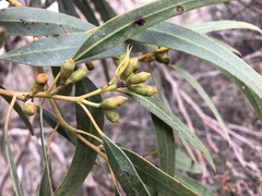 Eucalyptus dumosa