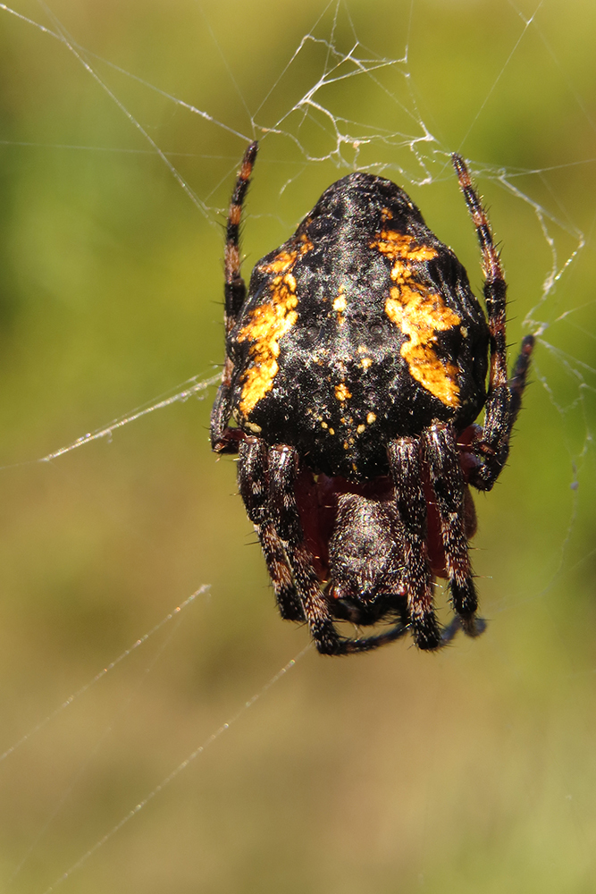 Parawixia undulata