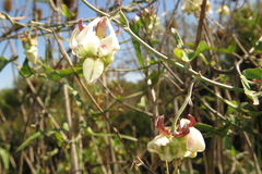 Araujia angustifolia