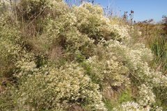 Baccharis notosergila