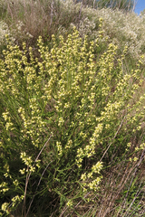 Baccharis spicata