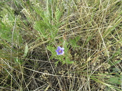 Erodium stephanianum