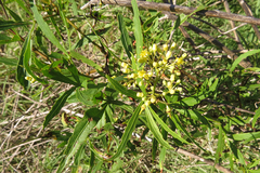 Cissus palmata