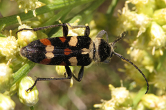 Megacyllene mellyi