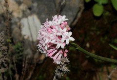 Valeriana italica