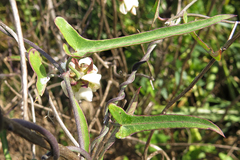 Araujia angustifolia