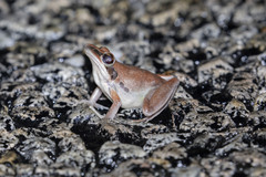 Litoria nigrofrenata