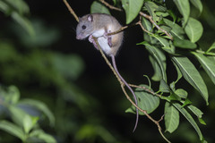Melomys capensis